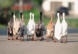 flocks of ducks HD wallpaper