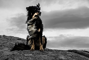long-coated tan and black dog, black, white, sepia, dog HD wallpaper