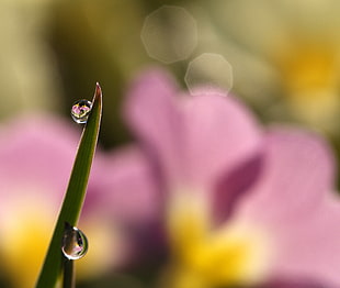 tint shift lens photography of water droplet on green plant leaves, primula