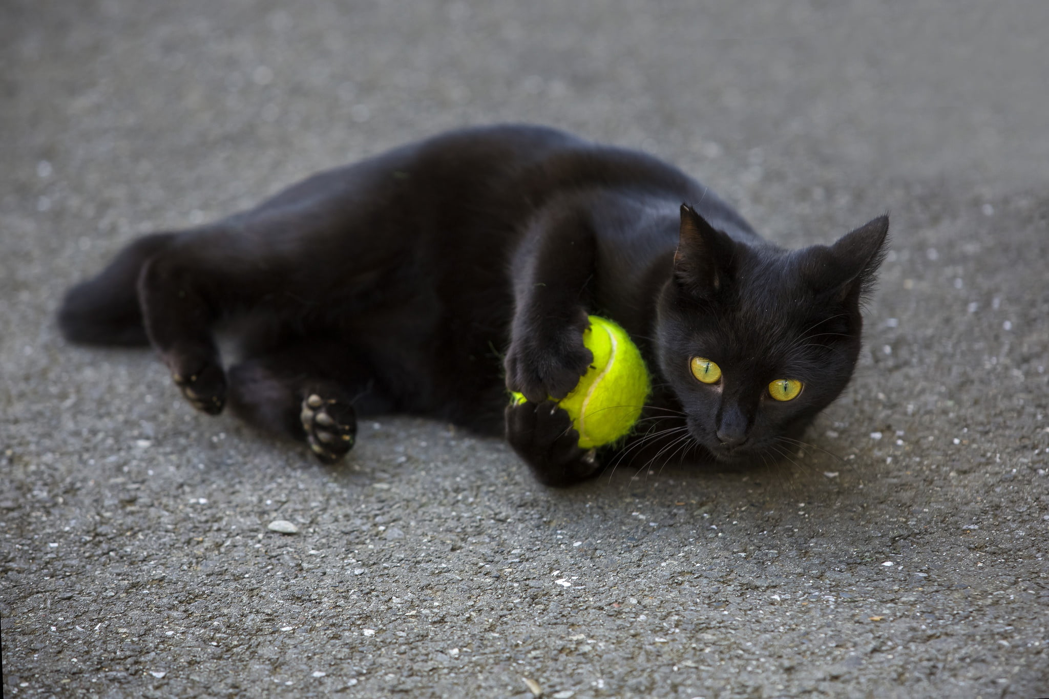 Short-fur black cat, balls, tennis balls, cat, black cats HD wallpaper |  Wallpaper Flare