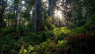 green and brown tree tree, forest