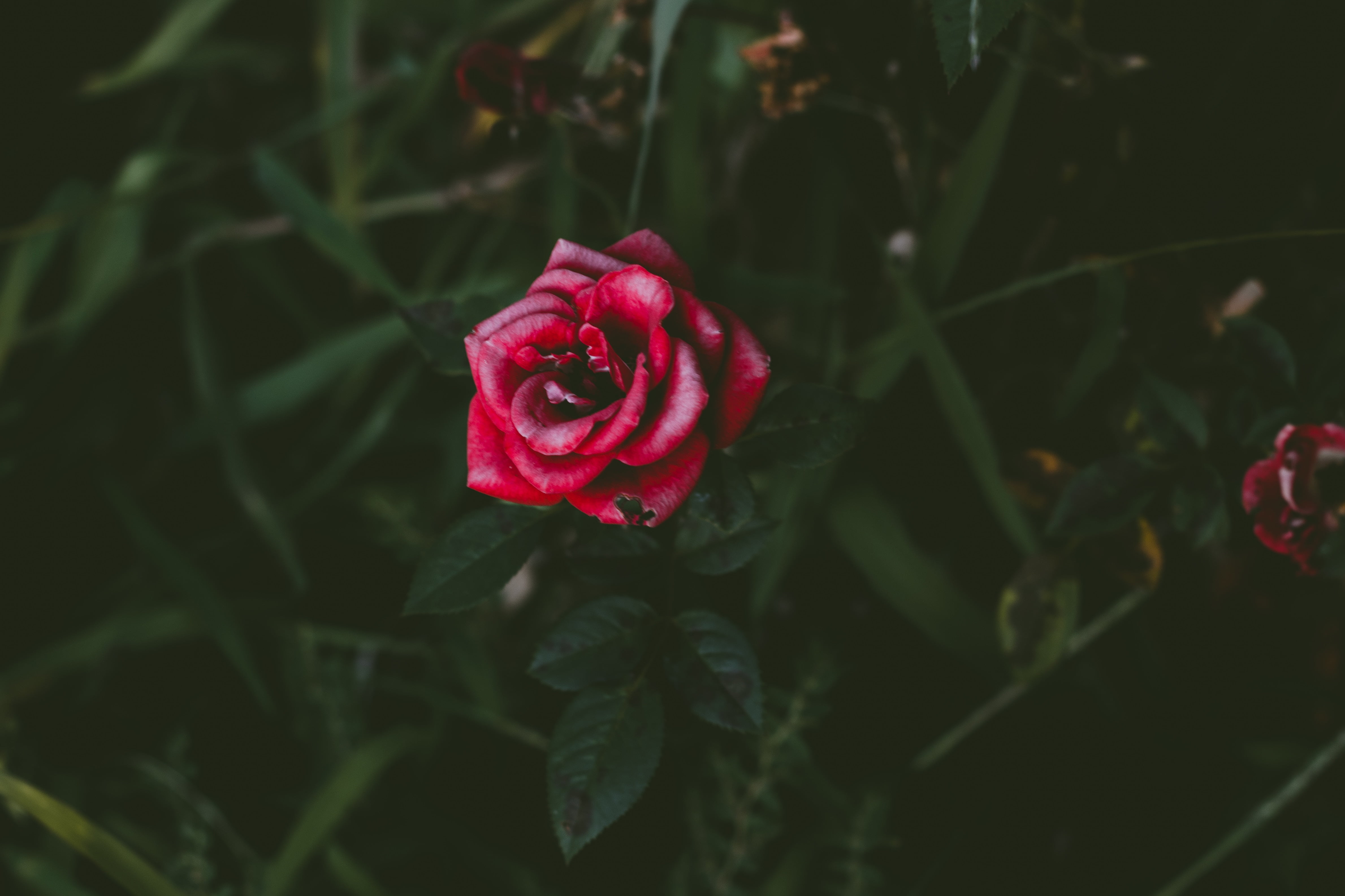 red rose flower, Rose, Bud, Bush