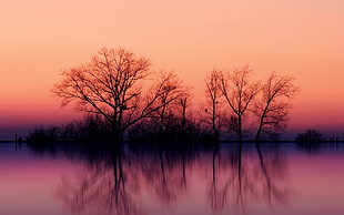 bareless tree, landscape, trees, nature, reflection