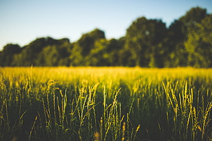 green grass field, nature, field, grass, trees