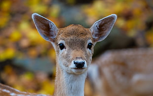 brown deer HD wallpaper