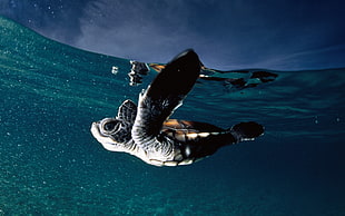 close up photo of sea turtle