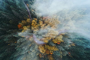 birds eye view photo of green and yellow foliage pine tree wallpaper