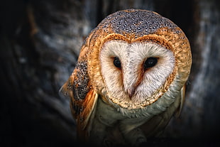 brown and gray owl, owl, birds HD wallpaper