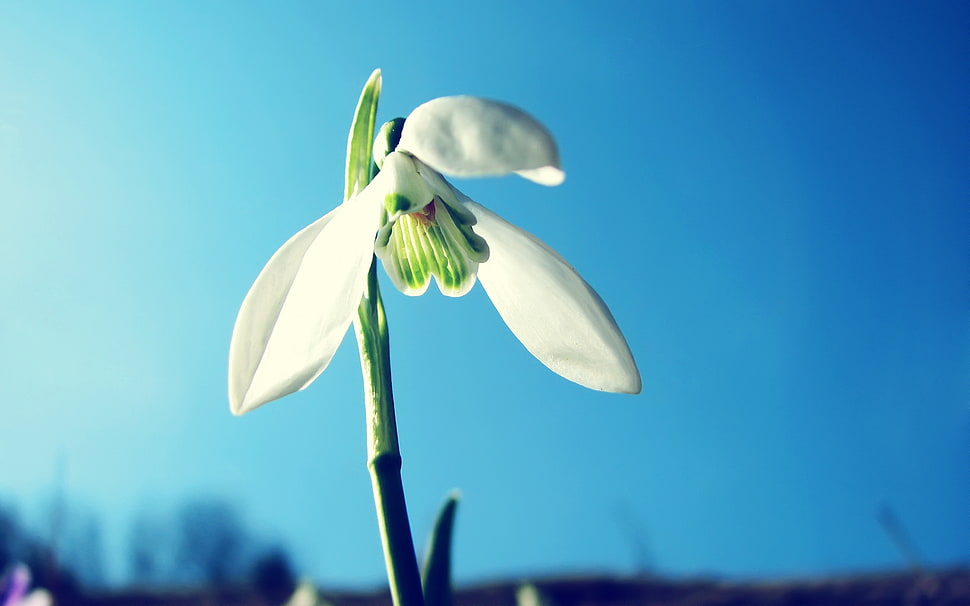 photography of white petal flower HD wallpaper