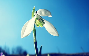 photography of white petal flower HD wallpaper