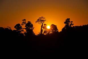 silhouette of trees during golden hour