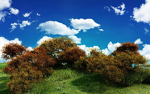 brown tall trees with green grass field under white cloud blue skies
