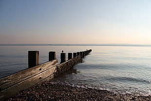 gray wood plank, nature, beach, log, coast