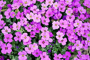 pink 4-petaled flowers closeup photography HD wallpaper