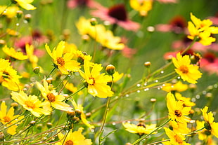 shallow photography on yellow flowers HD wallpaper