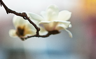 white blossom flower photo HD wallpaper