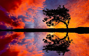silhouette of tree near large body of water HD wallpaper