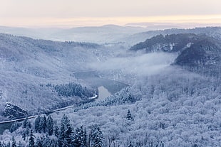 tall trees covered with snow, highland