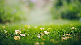 green grass field, depth of field, grass, leaves, nature