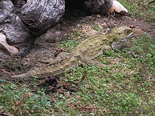 stock photography of green iguana on green grass HD wallpaper