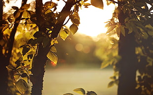 green leafed plants, forest, nature, sunlight, leaves