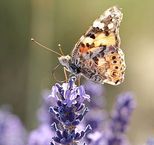 selective photo of brown butterfly on purple flower buds HD wallpaper