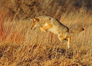 beige and grey wolf jumped over brown grass, coyote HD wallpaper