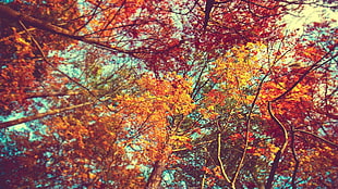 maple tree, trees, leaves, colorful, branch HD wallpaper