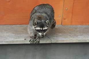 black and gray Raccoon HD wallpaper