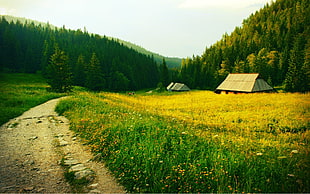 green grass field