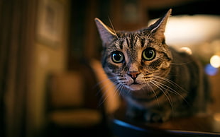 brown tabby cat, animals, cat