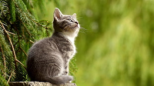 selective focus photo of brown tabby cat