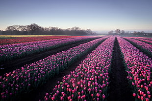 bed of pink tulips, field, landscape, flowers, tulips HD wallpaper