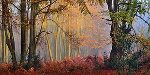 green leafed tree, nature, landscape, fall, mist HD wallpaper