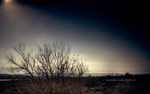 black bare tree, ghosts, Nine Inch Nails HD wallpaper