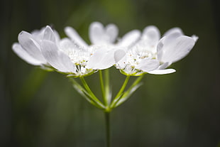 white petaled flower on bloom HD wallpaper