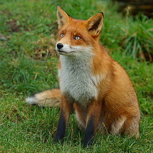 fox on grass field HD wallpaper