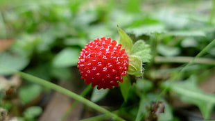 macro photography of red plat, potentilla indica