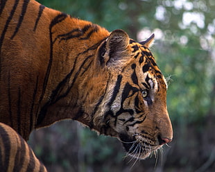 tiger, aggression, animals, pretty HD wallpaper