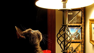 gray cat beside black lamp in close-up photography HD wallpaper