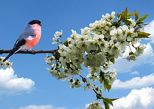 white orange and black bird standing on brown flower branch HD wallpaper