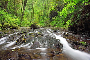 running stream of water in the forest