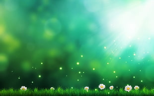rays of sun and white daisies HD wallpaper