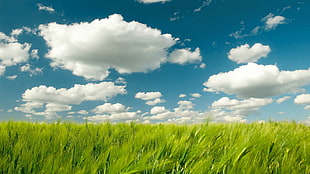 green grass field, nature, landscape, sky, field HD wallpaper