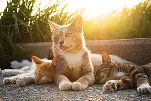 group of cats during daytime HD wallpaper