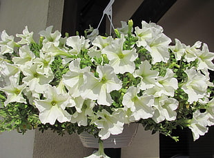 white petal flower