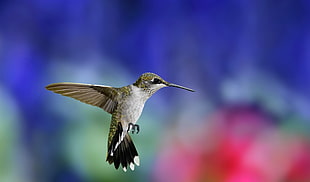 shallow focus photography of brown bird