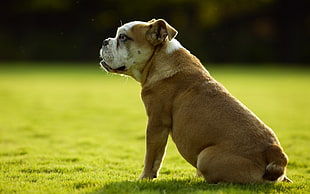 tan and white English Bulldog puppy at daytime