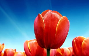 shallow focus photography of red tulip HD wallpaper