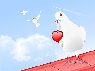 white pigeon illustration HD wallpaper